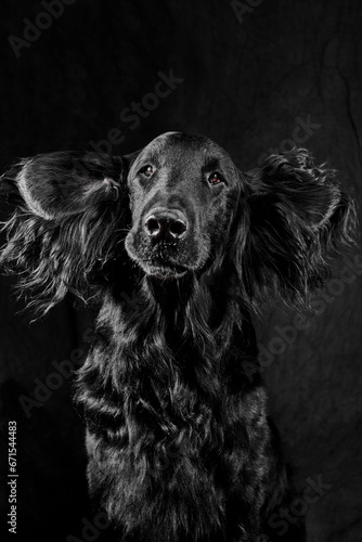 Portrait of black flat-coated retriever isolated on dark gray studio background, purebred dog
