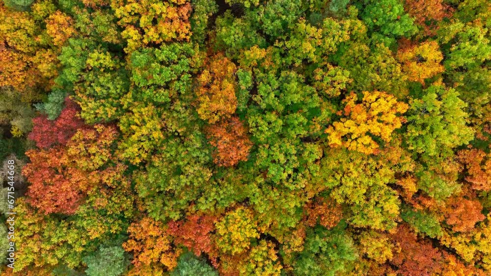 Autumn forest seen from above during a beautiful fall day with multiple colors of leaves on the trees in the Veluwe nature reserve in Gelderland. Autumn forest seen from above during a beautiful fall day with multiple colors of leaves on the trees in the Veluwe nature reserve in Gelderland.