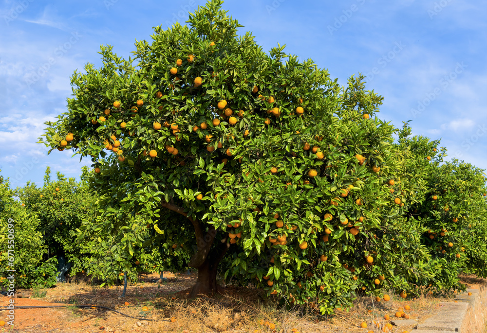 Orange fruits harvesting in Spain. Mandarin and Orange fruit farm field. Sweet tangerine citrus production and Orange Harvest season. Mandarin trees at farm plant. Citrus plantation. Mandarin oranges.