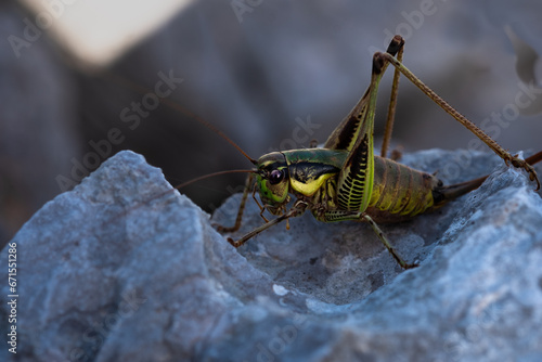 A vibrantly green grasshopper perches on a weathered rock, blending in perfectly with its natural surroundings.