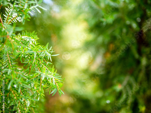 Abstract background of a  green pine tree Christmas natural bokeh  Beautiful abstract natural background. Defocused blurry sunny foliage of green pine trees Christmas background.