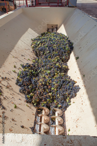Grape destemmer in action during winemaking process