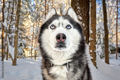 Husky dog look up. Close-up portrait husky dog in the winter sunny forest. © Konstantin
