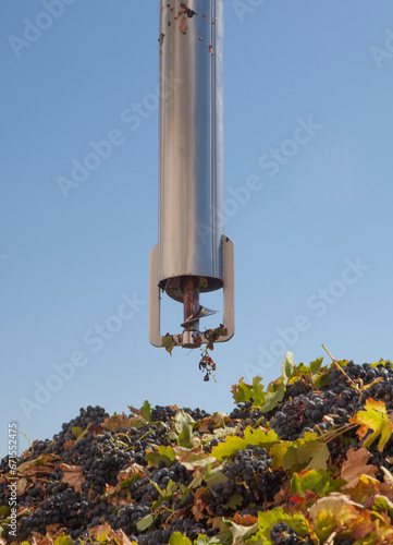 Sampling tube on a trailer full of grapes photo