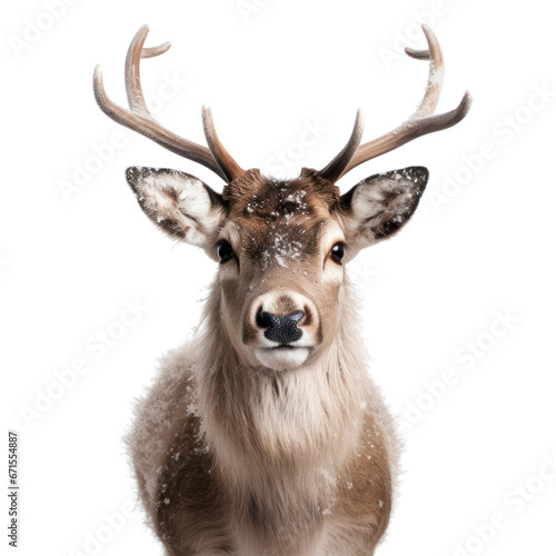 Rudolph with a glowing nose. PNG.