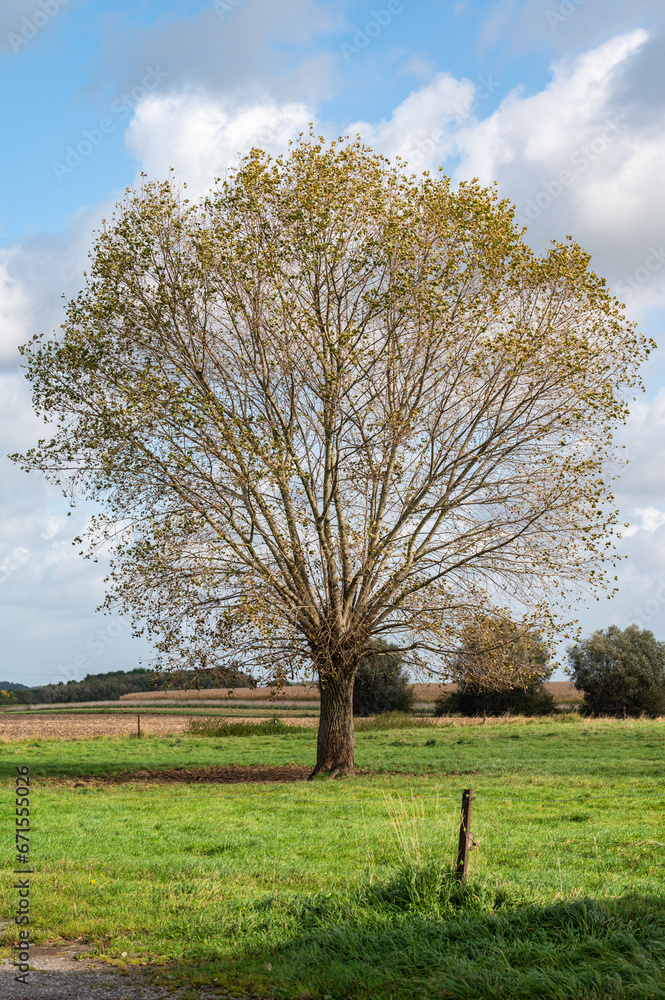 Lonely oak tree in the agriculture fields of Relegem, Belgium Lonely oak tree in the agriculture fields of Relegem, Belgium