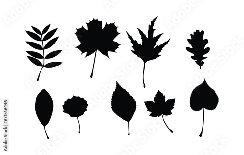 Silhouettes of Leaves