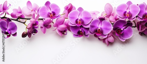 Orchid reigns as flower queen in purple and violet