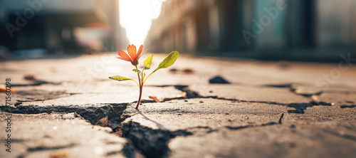 A close-up of a delicate, flower growing through a crack in the old pavement, showcasing the strength and beauty of life in unexpected places. photo