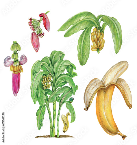 an illustration of a plant of bananas (Musa paradisiaca) with flowers, leaves and fruits