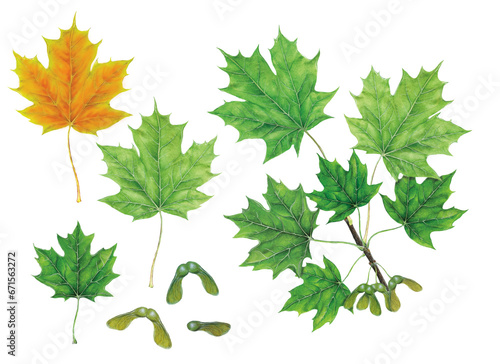 realistic botanic watercolor hand made illustration of sugar maple (acer saccharum) with a branch with leaves and seed on white