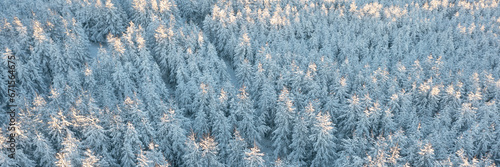 Amazing morning winter forest landscape. Aerial view of snow-covered larch trees. The tops of the trees are illuminated at sunrise. Cold snowy weather. Northern nature. Wide panoramic background.
