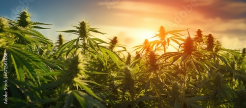 Medical cannabis plant growing in a green field with backlight