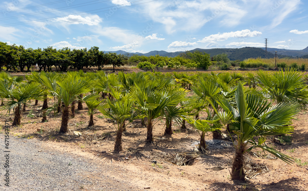 Palm farm field in Spain nursery. Small size palm trees plants. Agricultural field with palms. Growing palm trees on a farm. Oil palm nursery. Oil palms seedlings in nursery. Palms field