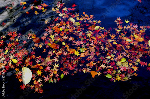 川を流れる紅葉したモミジ