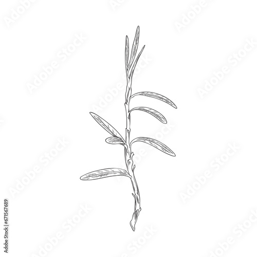 Hand drawn monochrome sea buckthorn twig with leaves sketch style