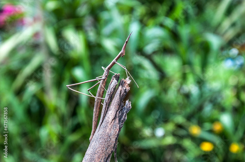 stick insect on a branch photo