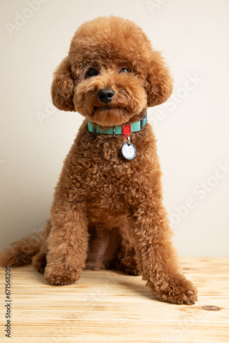 A small beautiful red poodle in the collar on a light gray background. Close up pet portrait. Front view © Olha