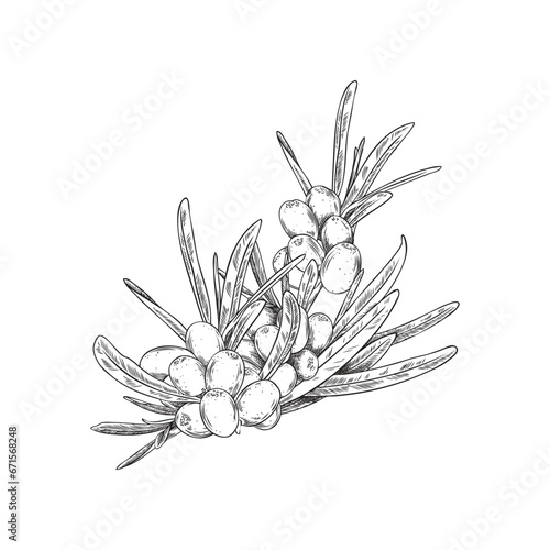 Hand drawn monochrome sea buckthorn twig sketch style