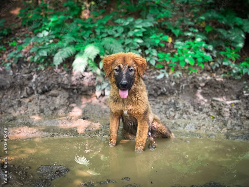 Selective focus of cute brown dog sitting in the mud