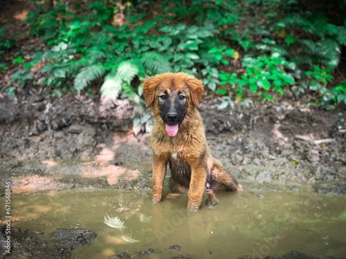 Selective focus of cute brown dog sitting in the mud