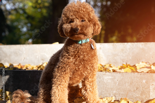 A small red poodle sits on concrete steps with yellow leaves in an autumn park. Sunny morning. Autumn leaf fall. Front view