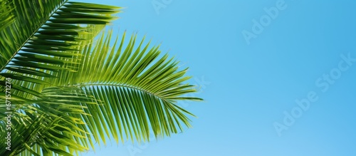 Palm leaves green sky blue