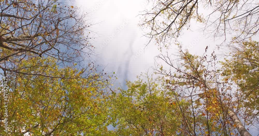 Bottom view of the fall colors of the leaves in the breeze in forest with the clouds moving across the blue sky Bottom view of the fall colors of the leaves in the breeze in forest with the clouds moving across the blue sky