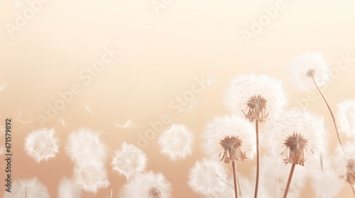 Dandelion fluff background for aesthetic minimalism style background. Beige  neutral and pastel color wallpaper with elegant and light flying fluffs. Fragile and lightweight.