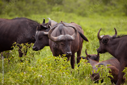 Fototapeta Naklejka Na Ścianę i Meble -  African black buffaloes in a natural environment