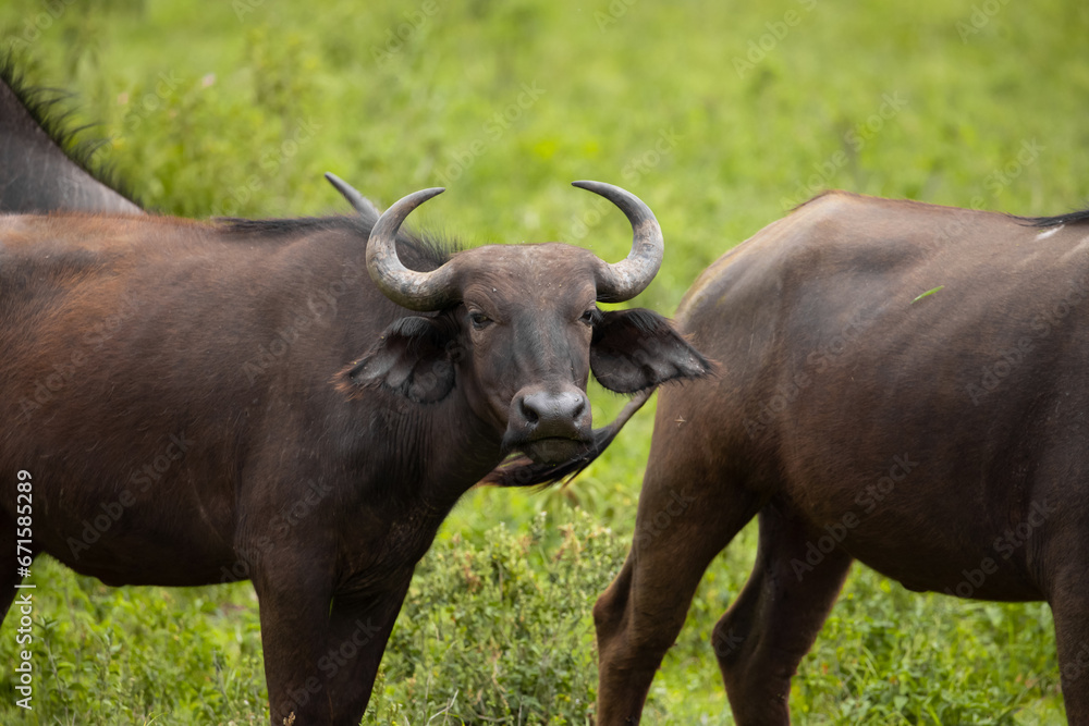African black buffaloes in a natural environment African black buffaloes in a natural environment