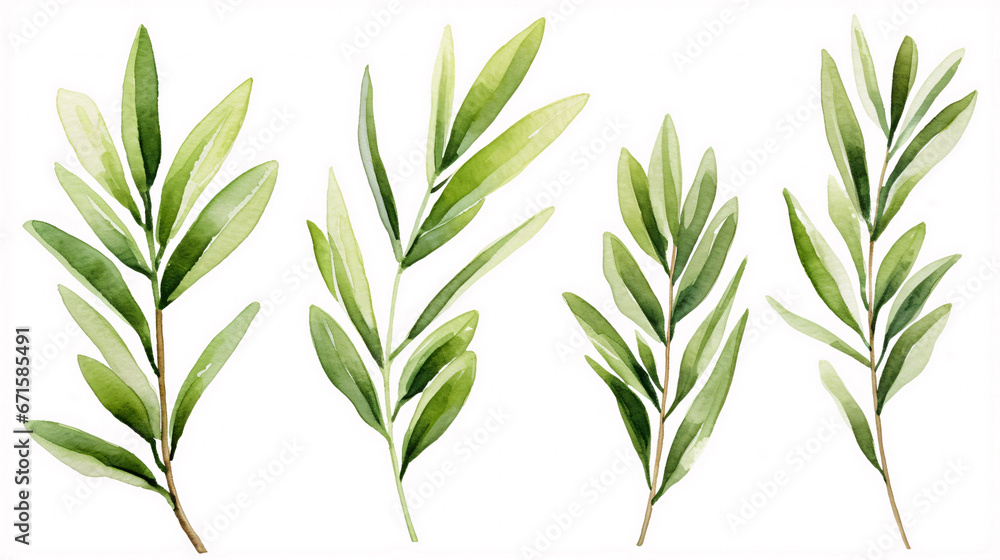 Fototapeta premium set of watercolor green leaves rosemary. Collection botanical vector isolated on white background suitable for Wedding Invitation, save the date, thank you, or greeting card, white background