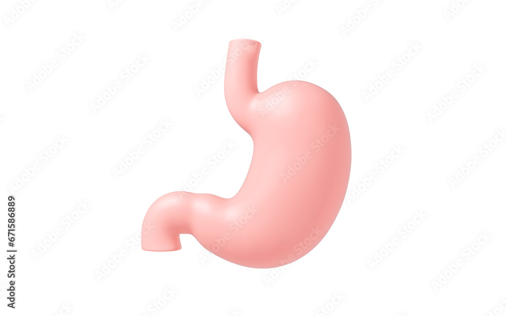 Human internal stomach anatomy, 3d rendering. Human internal stomach anatomy, 3d rendering.