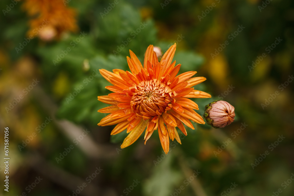 Orange chrysanthemums with dewdrops. Small depth of field Orange chrysanthemums with dewdrops. Small depth of field