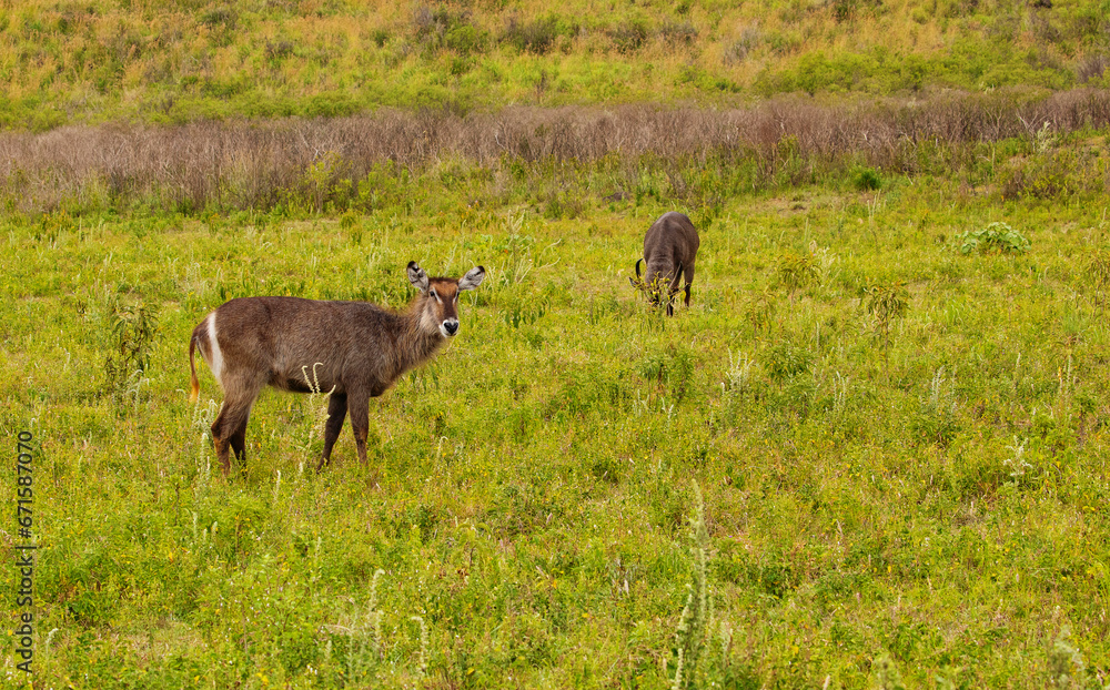 female common waterbuck stands very close to camera