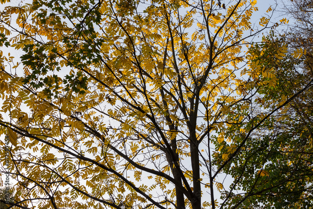 View of the tree crown with yellow leaves on a background of blue sky. Bottom view View of the tree crown with yellow leaves on a background of blue sky. Bottom view