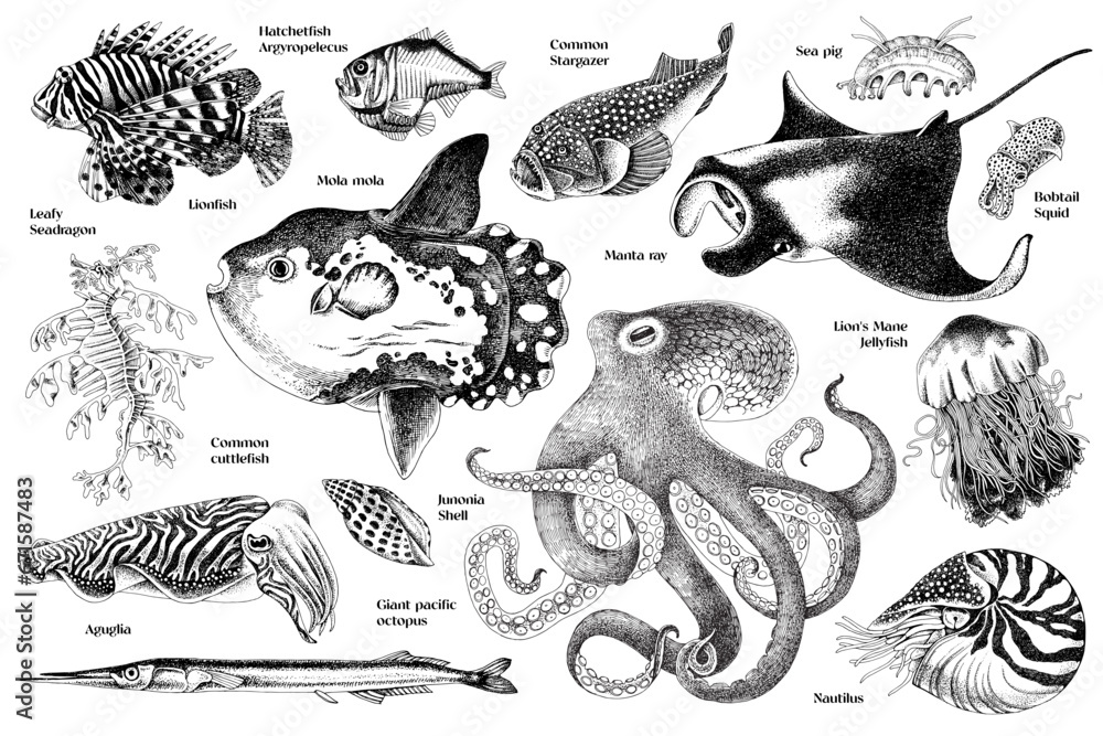 Obraz premium Diversity of sea life hand drawn set