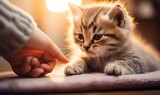 A Tender Moment: Person Lovingly Petting a Small Kitten