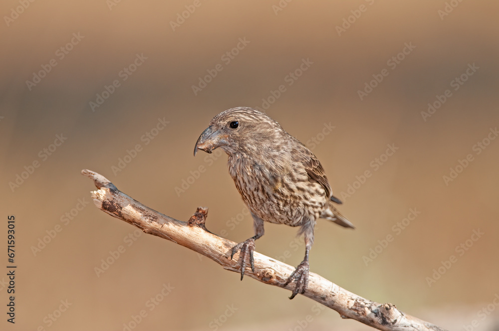 Red Crossbill (Loxia curvirostra) standing on a branch. Yellow background. Red Crossbill (Loxia curvirostra) standing on a branch. Yellow background.