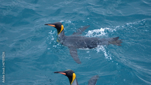 King penguins  Aptenodytes patagonicus  swimming off the coast of Antarctica