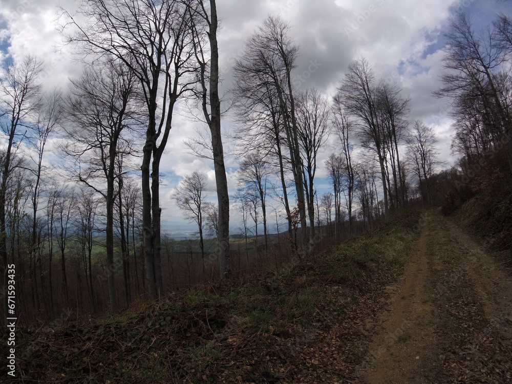 Cloudy day in forest. Forest road next to tall trees without leaves. Beautiful autumn panorama. Cloudy day in forest. Forest road next to tall trees without leaves. Beautiful autumn panorama.
