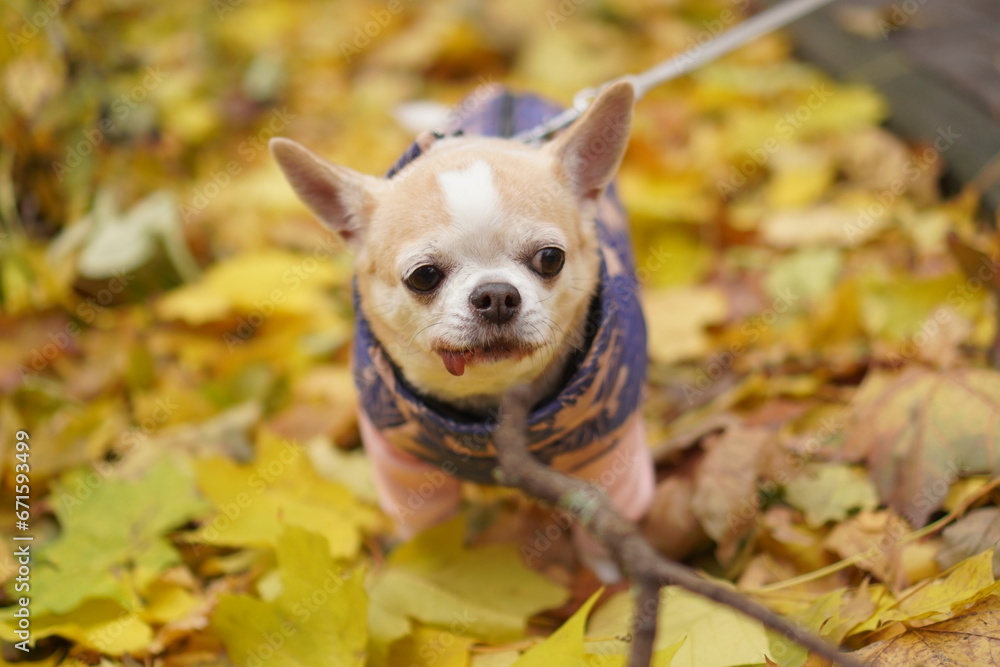 chihuahua puppy in leaves chihuahua puppy in leaves