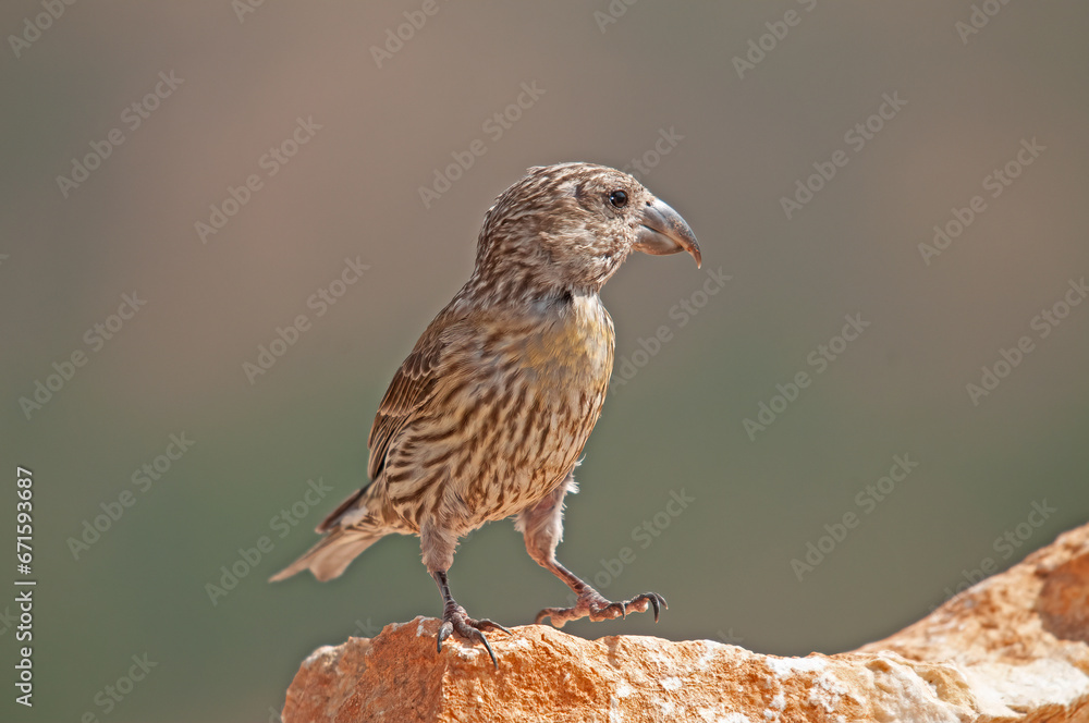 Red Crossbill (Loxia curvirostra) standing on a rock. Red Crossbill (Loxia curvirostra) standing on a rock.