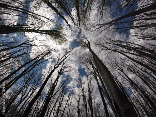 Branches of tall trees under a blue sky with white clouds.