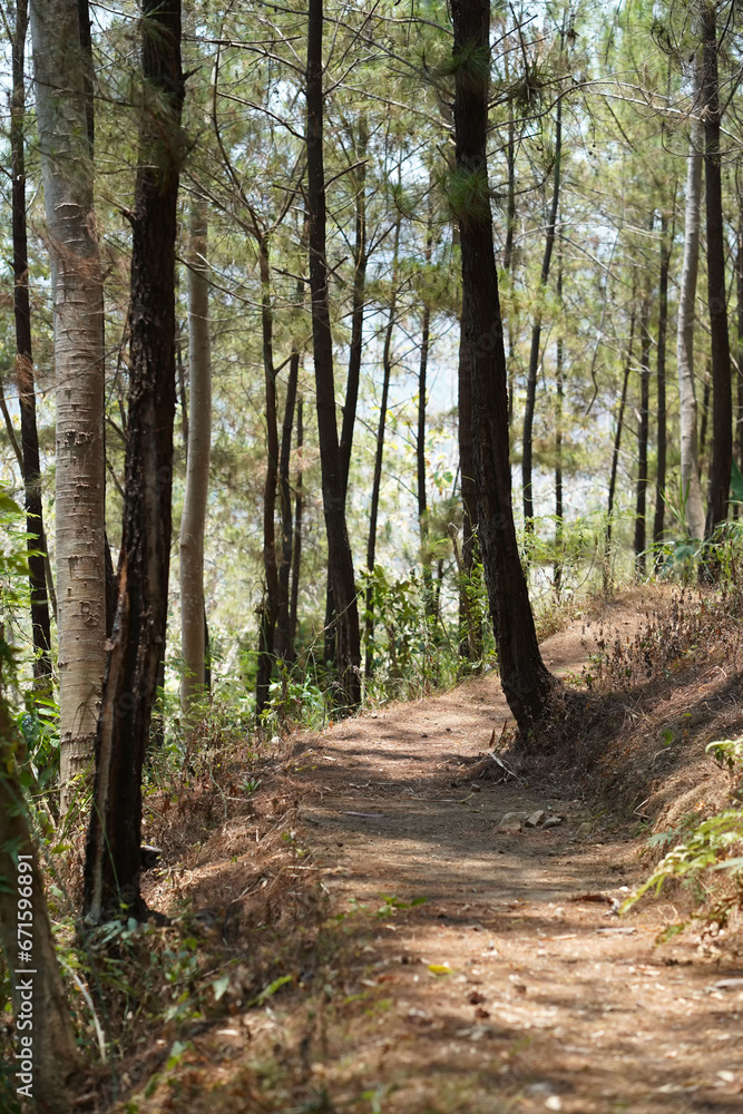 A dirt path leads through a lush pine forest in Tulungagung, East Java, Indonesia. A dirt path leads through a lush pine forest in Tulungagung, East Java, Indonesia.