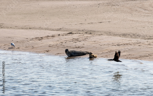Seals on a sandbank in the Maasvlakte harbor of Rotterdam  the Netherlands  with cormorant flying by along the waterline