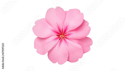 pink flower isolated on transparent background cutout