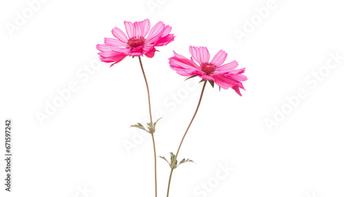 pink daisy isolated on transparent background cutout