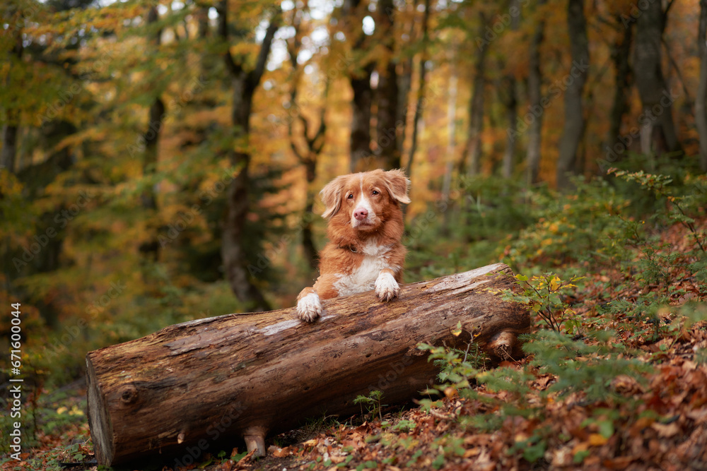 Fototapeta premium Dog in Autumn Setting, Nova Scotia Duck Tolling Retriever perched on a log surrounded by vibrant fall foliage. Representing travel, outdoor adventures, and hikes with canine friends