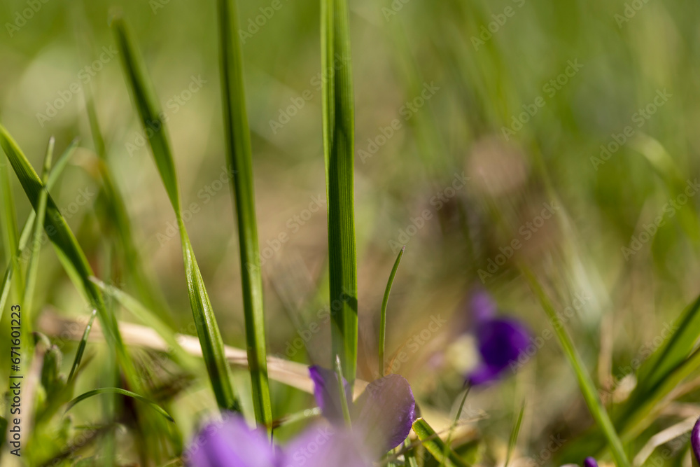 beautiful purple flowers in the forest beautiful purple flowers in the forest